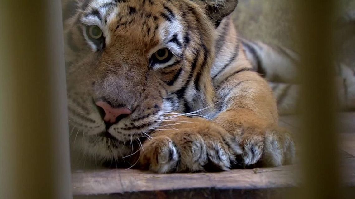 Tygrysy dochodzą do siebie z poznańskim zoo. "Nie są w najlepszej kondycji psychicznej" Tygrysy dochodzą do siebie z poznańskim zoo. "Nie są w najlepszej kondycji psychicznej"