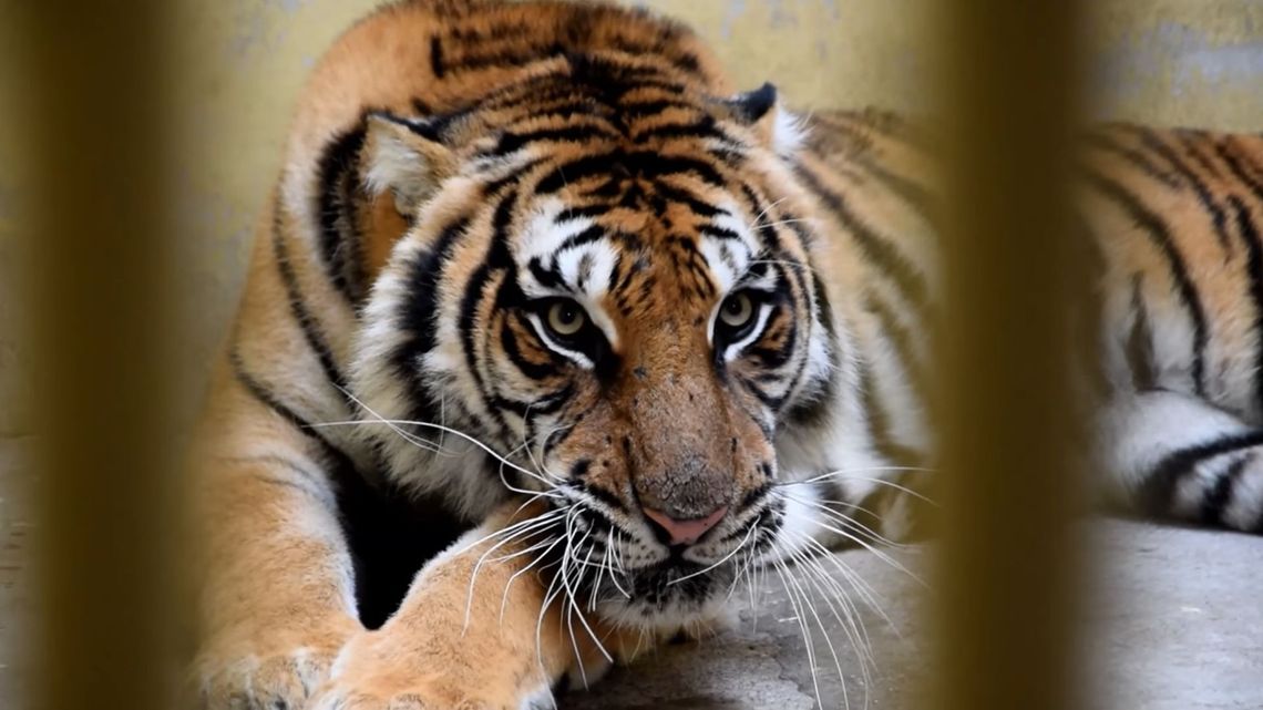 Tygrysy na granicy: Rosjanin może wyjść na wolność. Sąd uchylił areszt Tygrysy na granicy: Rosjanin może wyjść na wolność. Sąd uchylił areszt