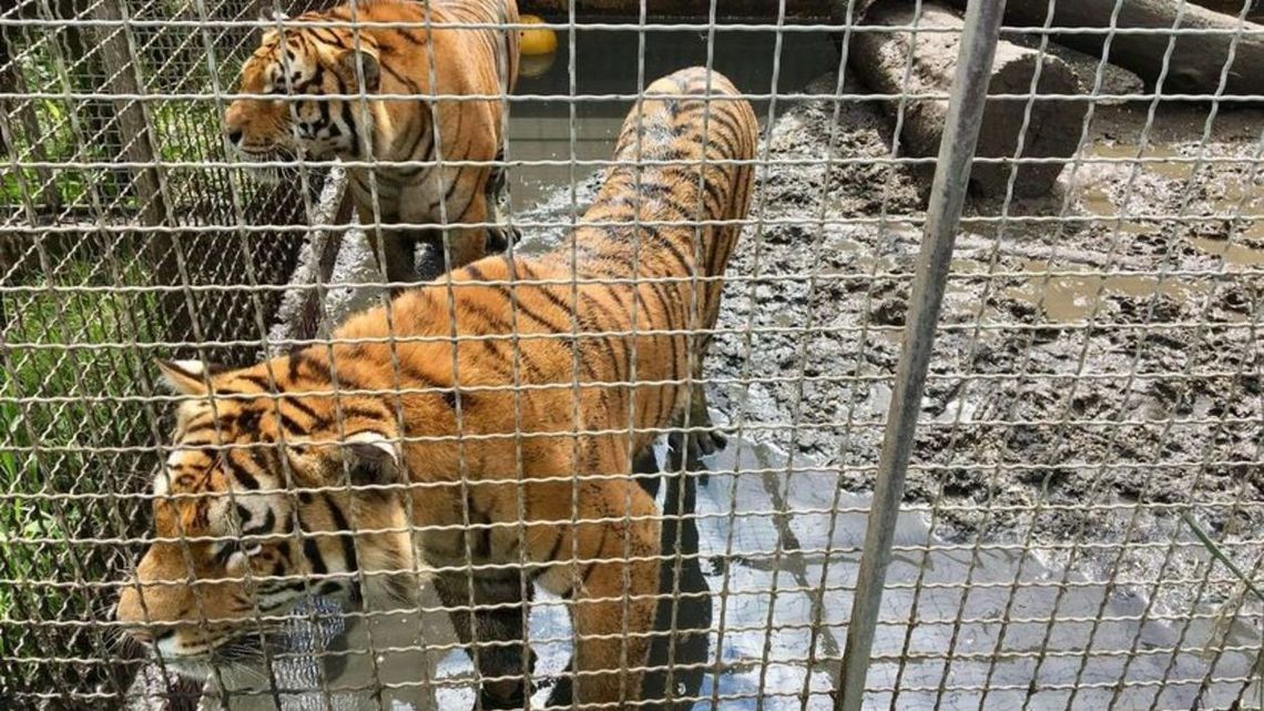 Tygrysy z Włoch, które utknęły w Koroszczynie, trafią do Hiszpanii. Sprawę bada też prokuratura Tygrysy z Włoch, które utknęły w Koroszczynie, trafią do Hiszpanii. Sprawę bada też prokuratura