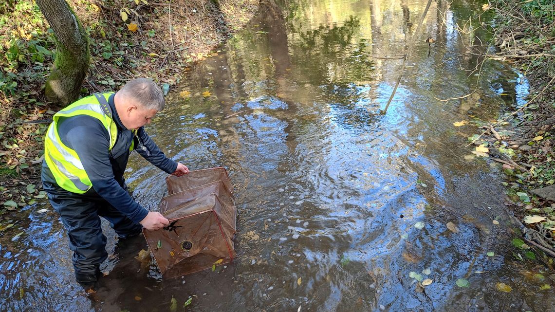 Tyłem do wody marsz. Raki wracają do środowiska