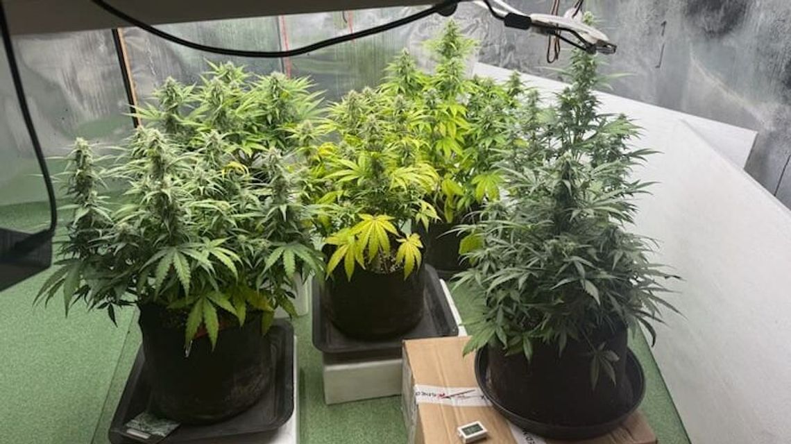 Tymczasowy areszt dla 46-latka za nielegalną uprawę konopi Tymczasowy areszt dla 46-latka za nielegalną uprawę konopi