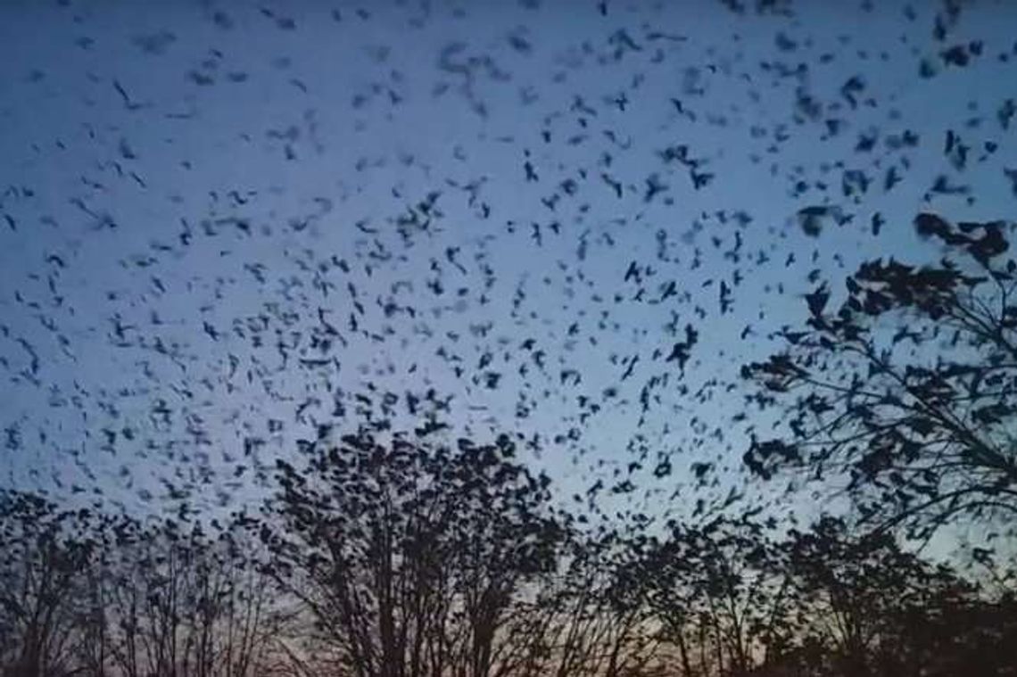 Tysiące gawronów nad Lublinem (wideo) Tysiące gawronów nad Lublinem (wideo)