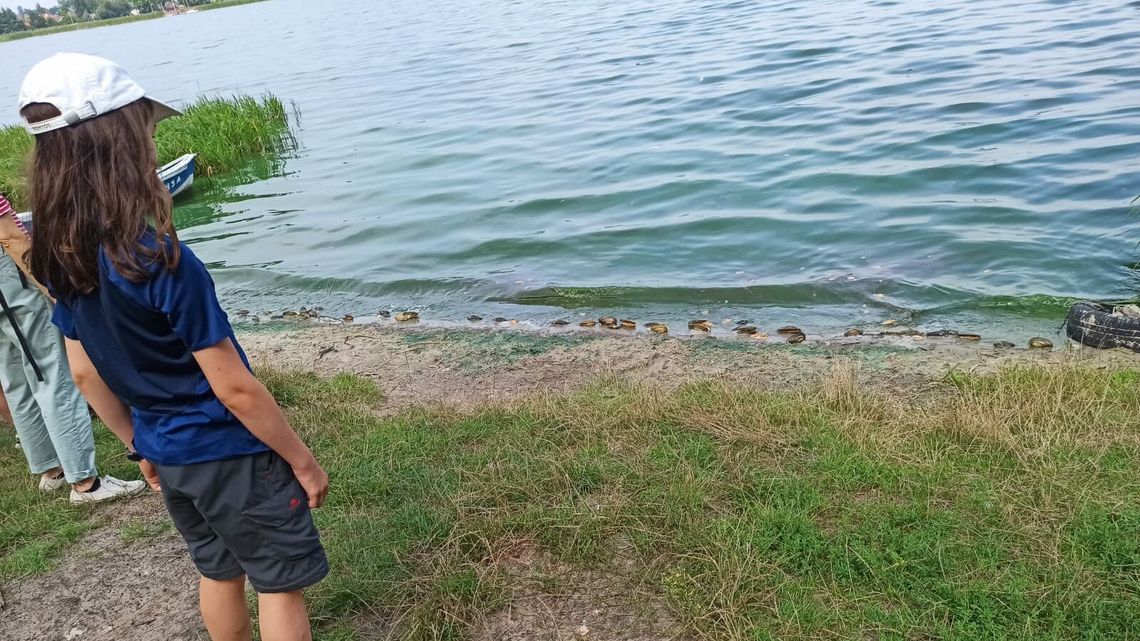 Tysiące martwych małży nad Zalewem Zemborzyckim. Co je zabija? [zdjęcia]
