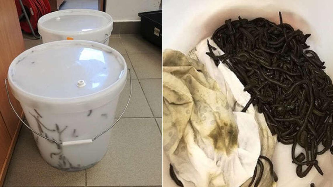 Tysiące pijawek w śmietnikach w pociągu [zdjęcia]