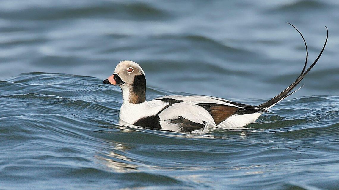 Tysiące ptaków ginęło w sieciach rybackich Tysiące ptaków ginęło w sieciach rybackich