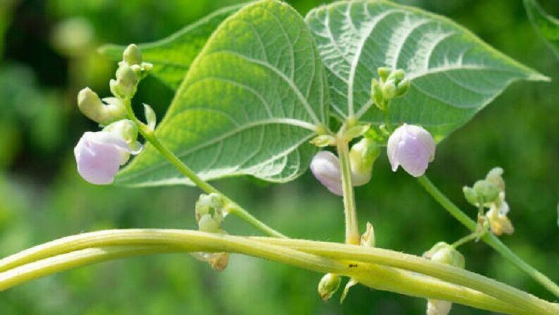 Tyszowce. Święto fasoli w rytmie disco