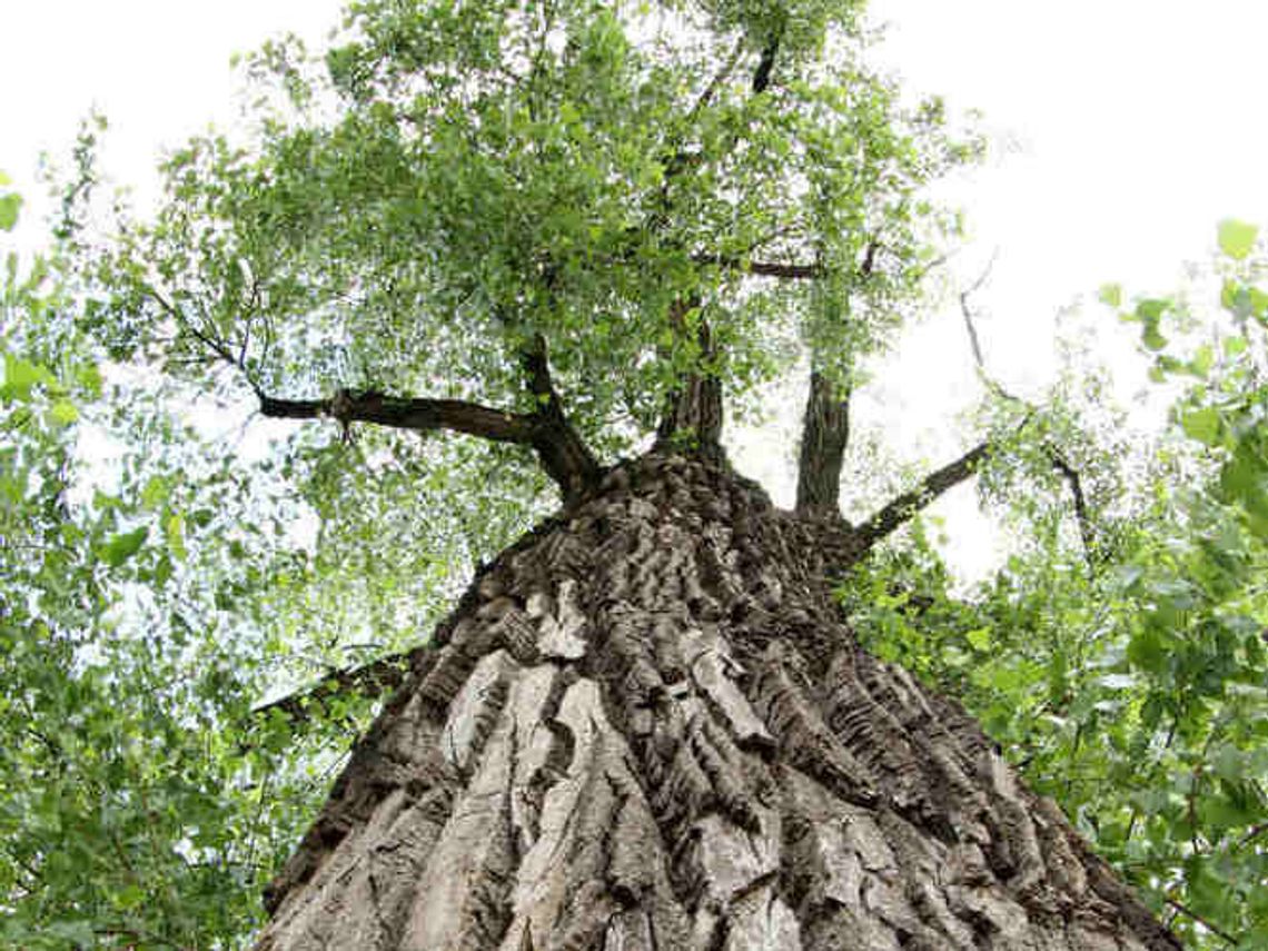 Ubędzie pomników przyrody w Lublinie