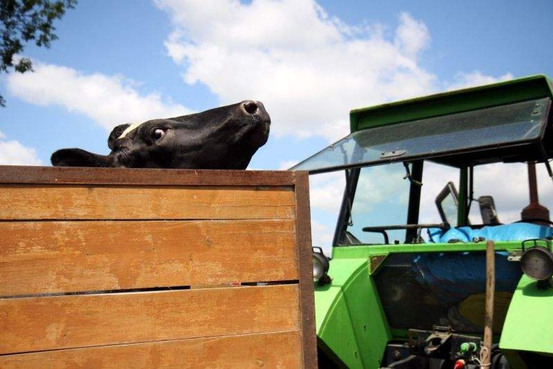 Ubój rytualny pod Łukowem? Prokuratura bada sprawę