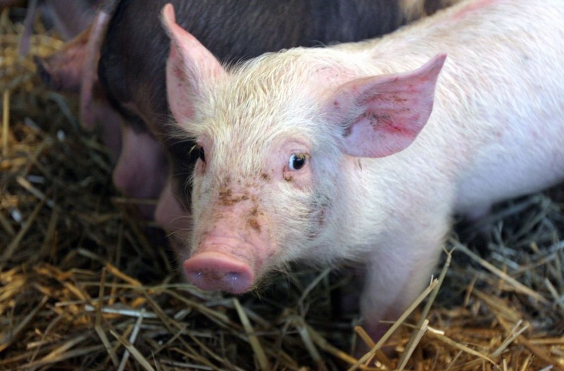 Ubój świń już bez praktyk w rzeźni