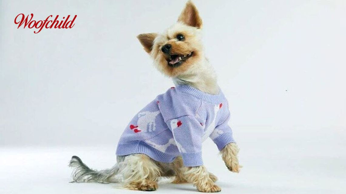 Ubranko dla psa na zimę - kiedy jest potrzebne?