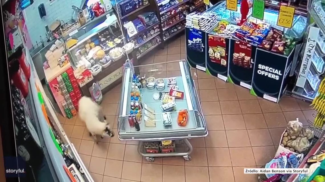 Uciekła hodowcy i poszła do sklepu. Sprzedawca nie od razu zauważył intruza