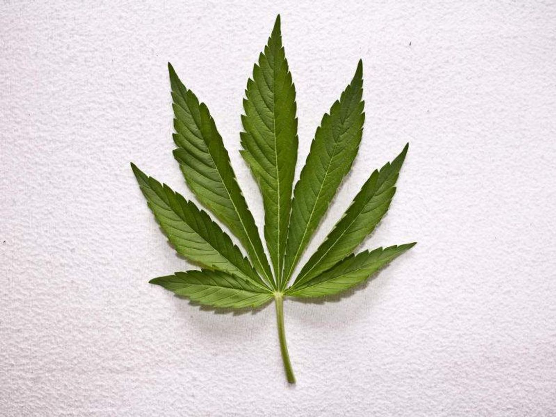 Uczeń hodował konopie w doniczkach w klasie