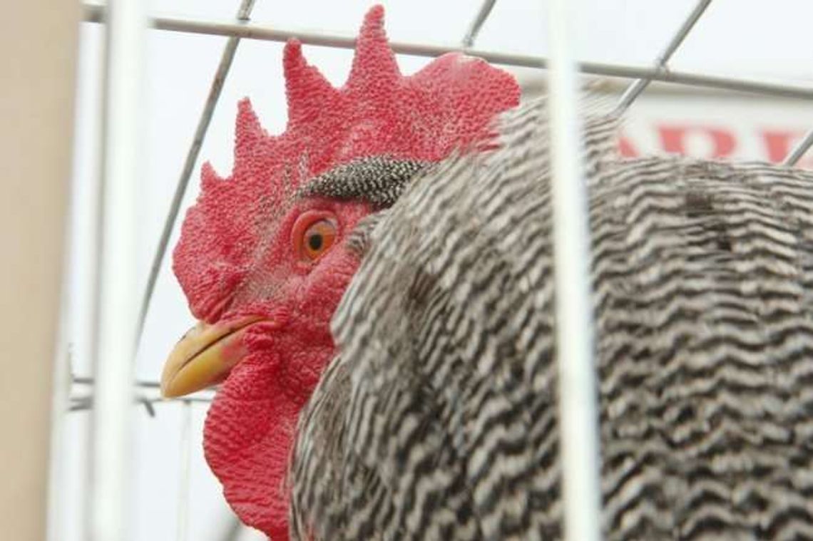 Uczniowie z Łukowa wymyślili pomysł na biznes. Wypożyczalnia kur niosek