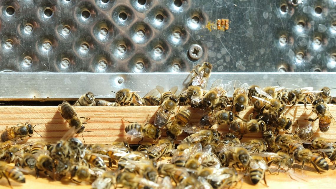 „Uczony bez praktyki to pszczoła bez miodu”. Rusza międzynarodowe sympozjum pszczelarskie