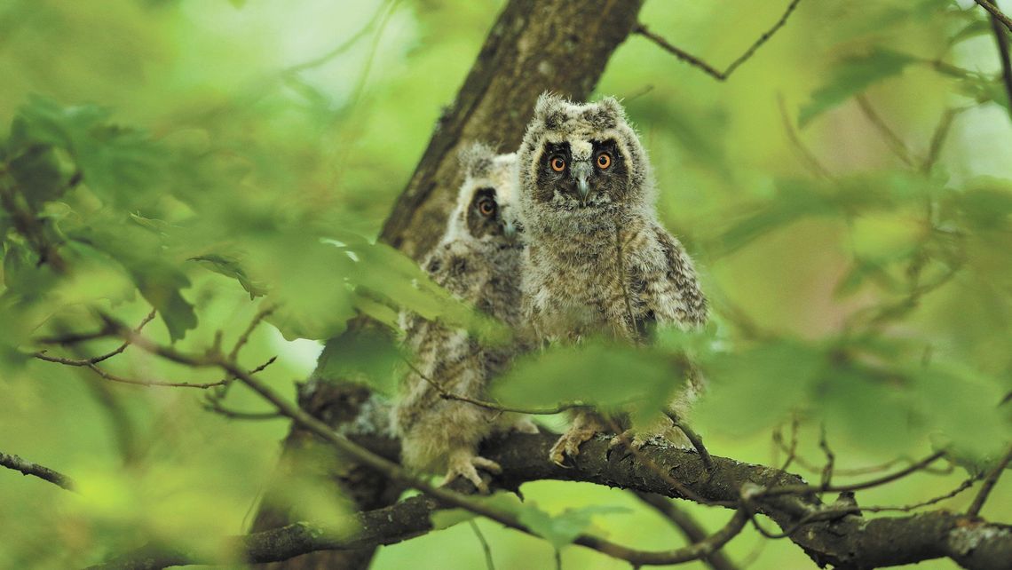 "Udaję gałąź, człowieku". Lepiej ich nie dotykać, małe sowy tylko wyglądają nieporadnie "Udaję gałąź, człowieku". Lepiej ich nie dotykać, małe sowy tylko wyglądają nieporadnie