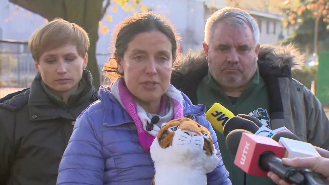 "Udało nam się uratować dziewięć istnień". Jeden z tygrysów pozostaje w bardzo ciężkim stanie