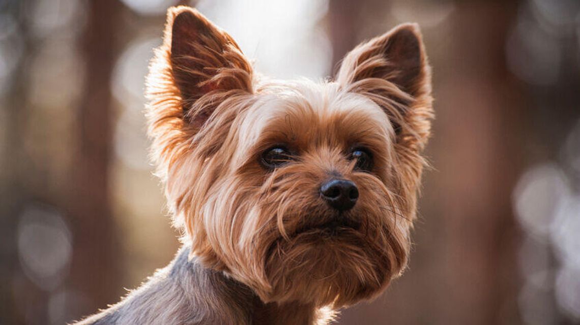 Ukochany york zagryziony na spacerze. Właściciel szuka świadków Ukochany york zagryziony na spacerze. Właściciel szuka świadków