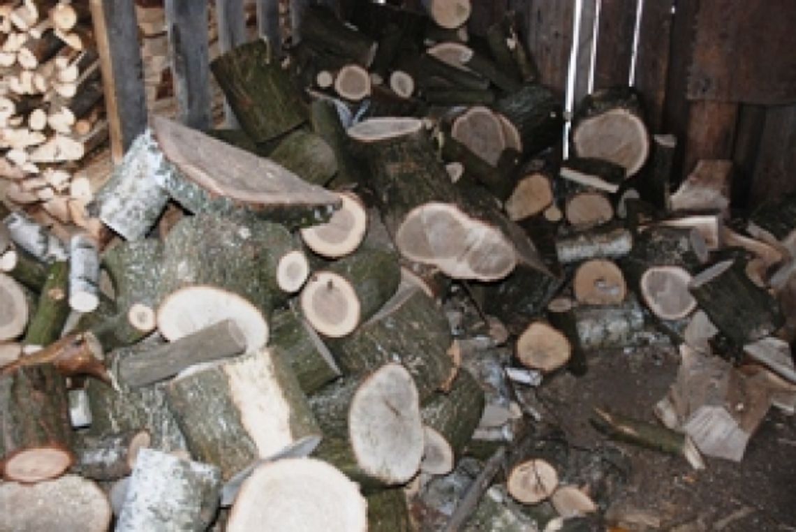 Ukradł 20 drzew z działki, grozi mu 5 lat  więzienia