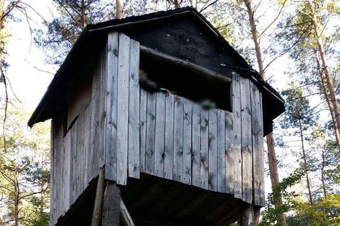Ukradł ambonę myśliwską i pociął ją na kawałki Ukradł ambonę myśliwską i pociął ją na kawałki