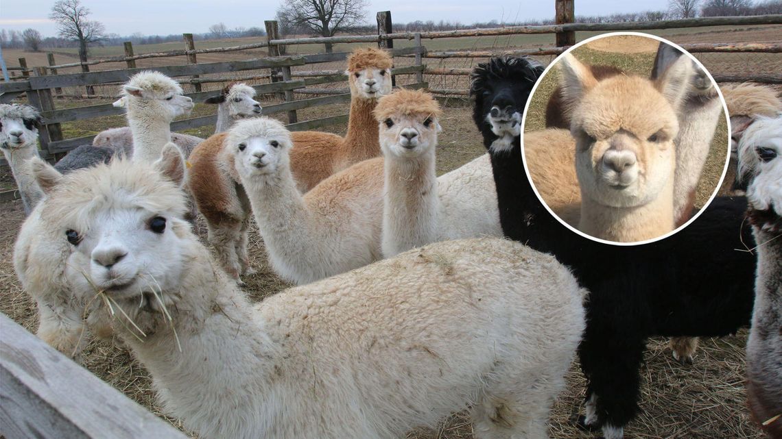 Ukradli alpaki z hodowli pod Lublinem. Szukają auta na radomskich tablicach