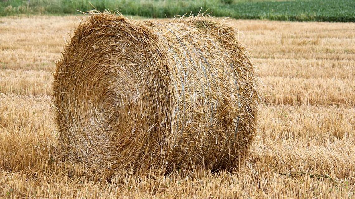 Ukradli belę siana z pola. Jak się tłumaczyli policjantom?