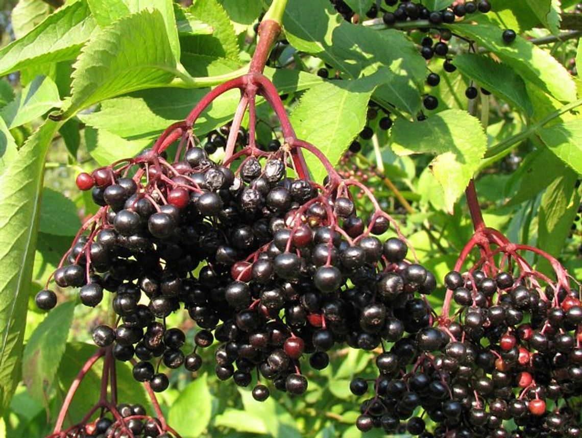 Ukradli dwie tony czarnego bzu z plantacji 