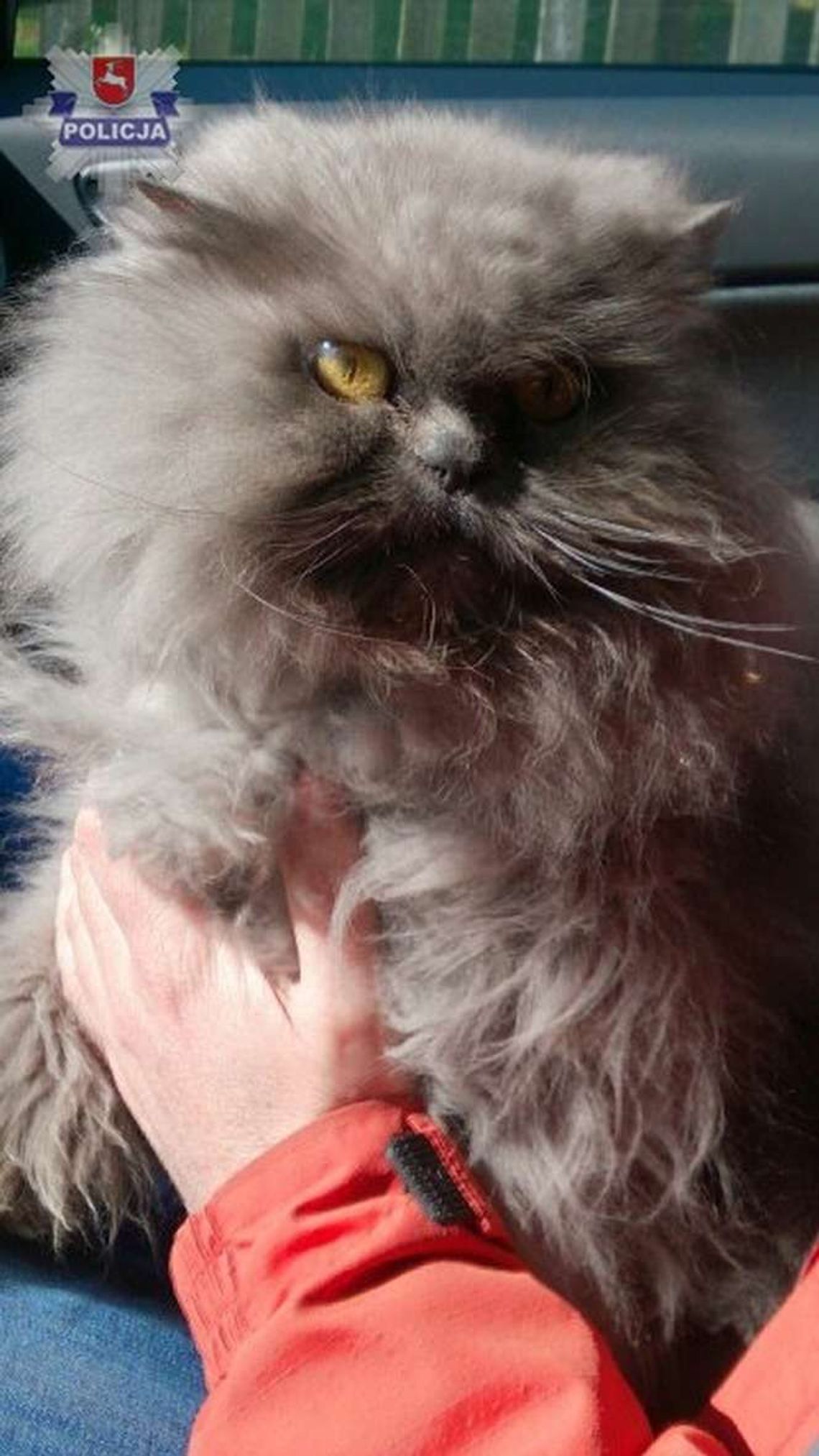 Ukradli rasowego kota. Trzy dni później odwiedzili ich policjanci