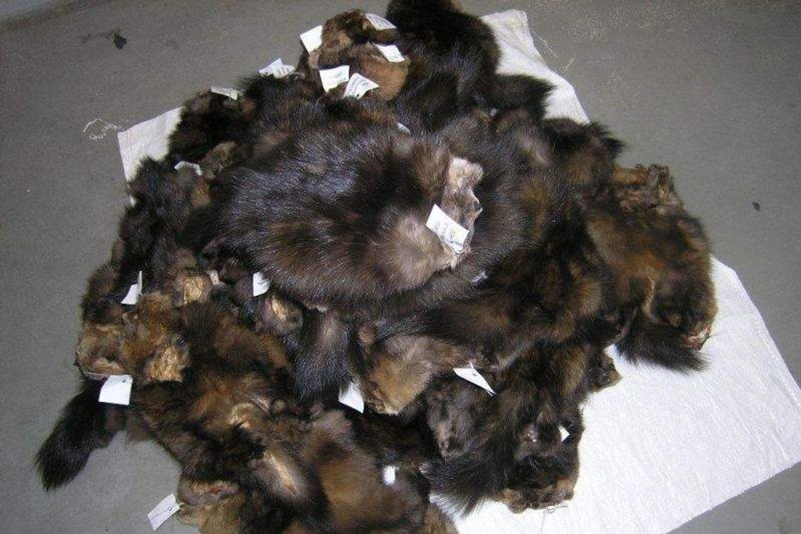 Ukrainka chciała przemycić skóry soboli warte 50 tys. zł Ukrainka chciała przemycić skóry soboli warte 50 tys. zł