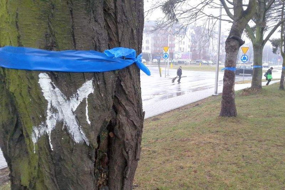 Ul. Koncertowa: Jednak nie wytną wszystkich drzew Ul. Koncertowa: Jednak nie wytną wszystkich drzew