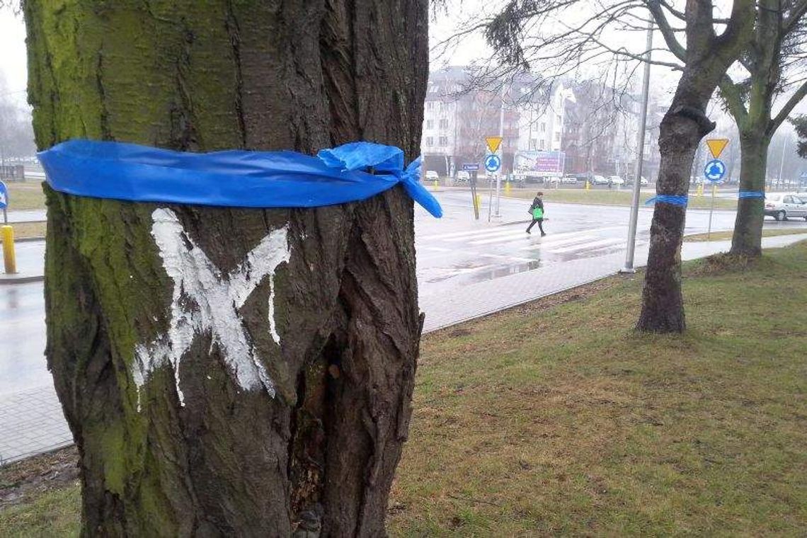 Ul. Koncertowa: Kolejne drzewa do wycięcia Ul. Koncertowa: Kolejne drzewa do wycięcia