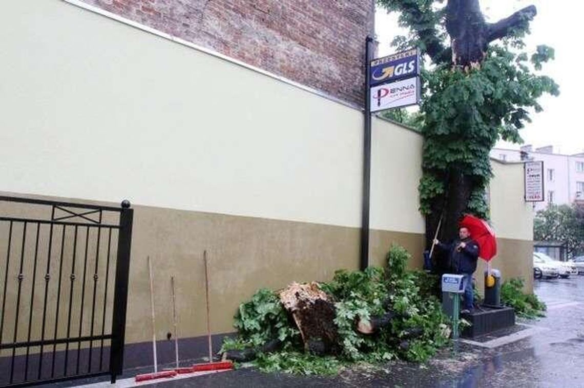 Ul. Peowiaków: Drzewo się złamało. Właściciel wini urzędników