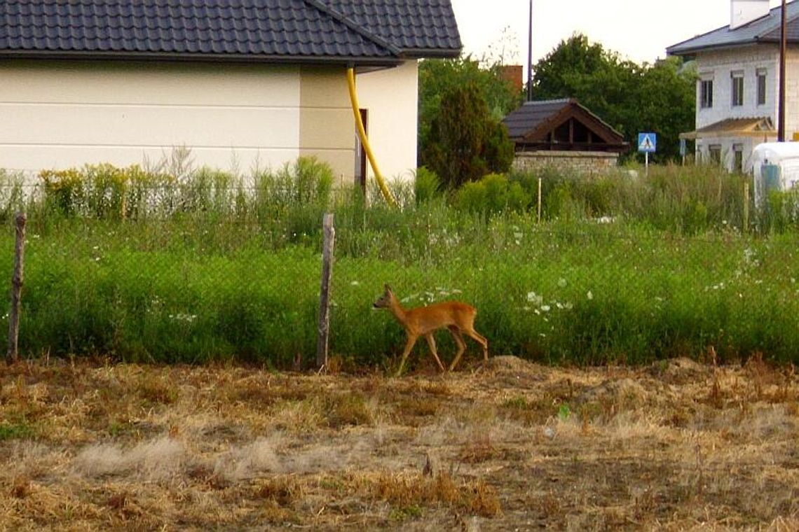Ul. Relaksowa: Sarna uwięziona za ogrodzeniem Ul. Relaksowa: Sarna uwięziona za ogrodzeniem