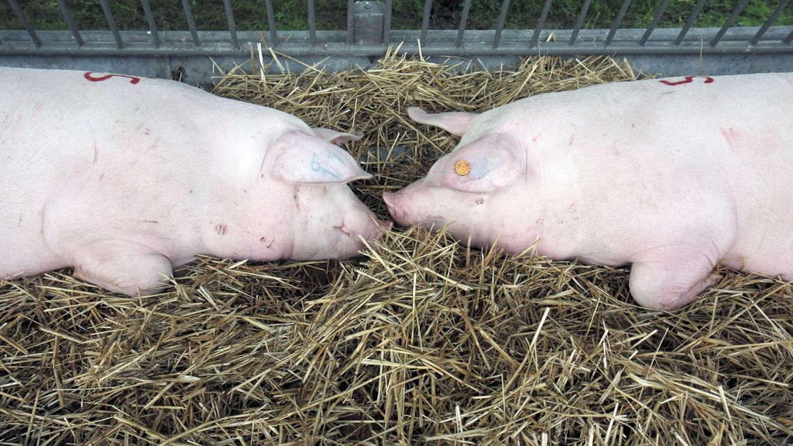 Ułatwienia da rolników. Sprzedaż i narodziny zwierząt można zgłaszać przez internet