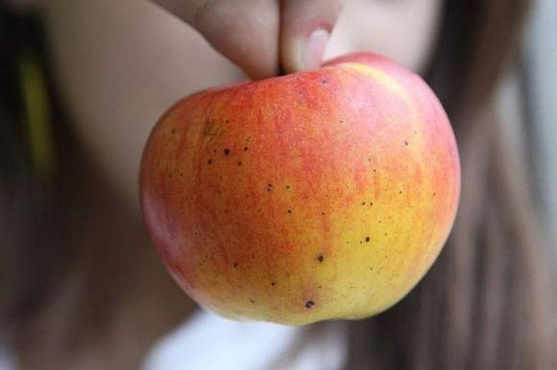 Ulewy zaszkodziły owocom i zbożom