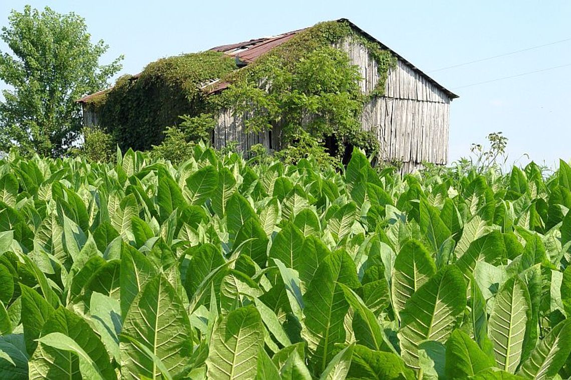 Unia dopłaci plantatorom tytoniu