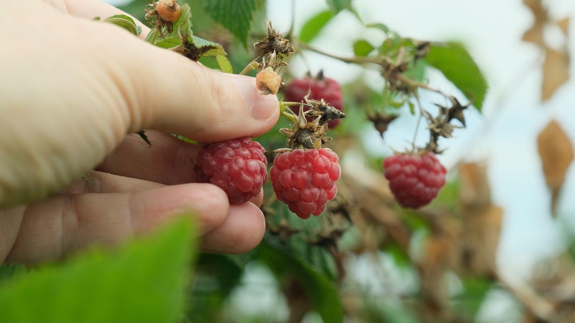UOKiK nie widzi zmowy w malinach. Plantatorzy ripostują UOKiK nie widzi zmowy w malinach. Plantatorzy ripostują