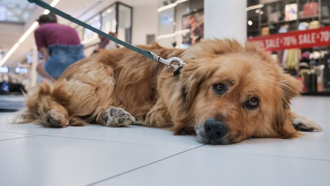 Upały dokuczają nie tylko ludziom. Coraz więcej miast pomaga zwierzętom. Jak jest w naszym regionie?