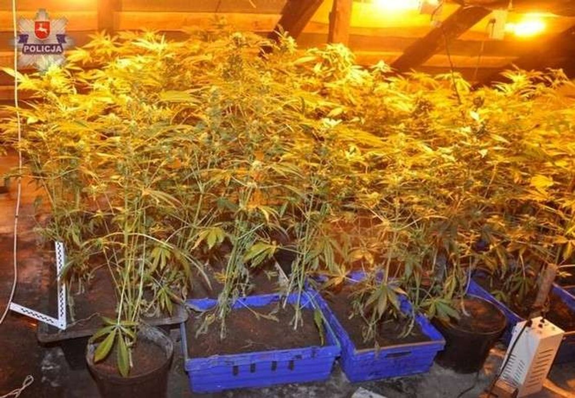 Uprawa konopi na strychu domu. Policjanci mieli podejrzenia Uprawa konopi na strychu domu. Policjanci mieli podejrzenia