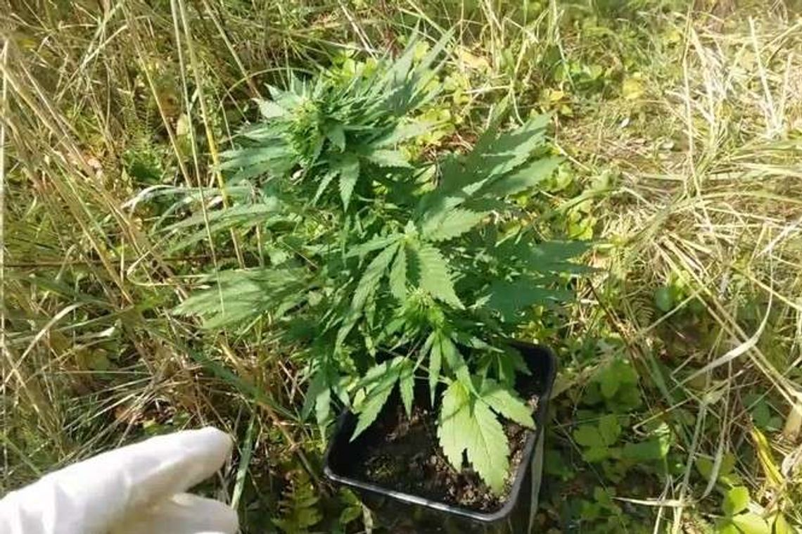 Uprawa konopi ukryta w lesie. Tłumaczył się, że przyszedł na grzyby
