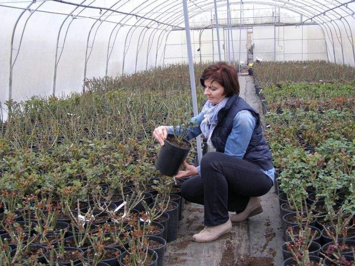 Uprawa róż: Trudna miłość z kolcami