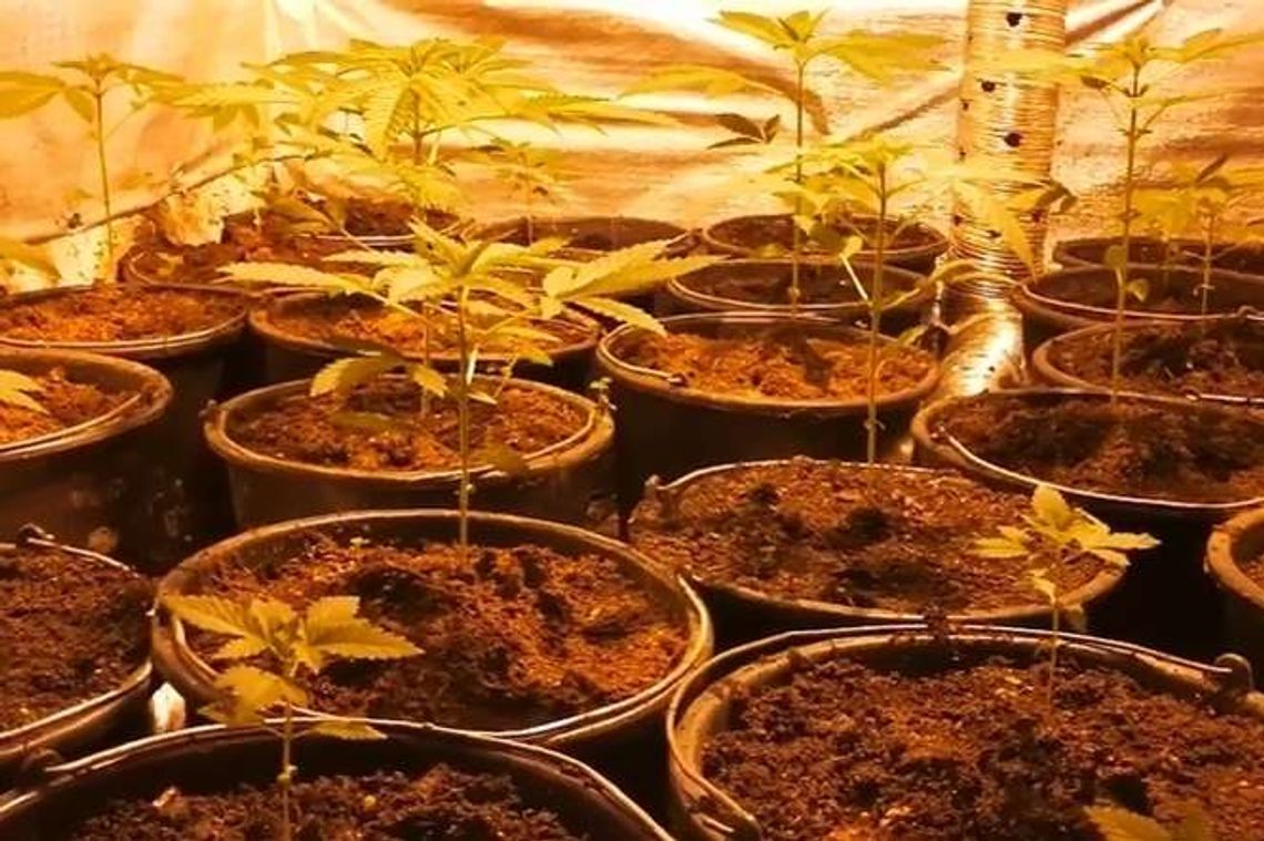 Uprawiał konopie, a w łóżku trzymał nielegalną broń. 40-latek zatrzymany