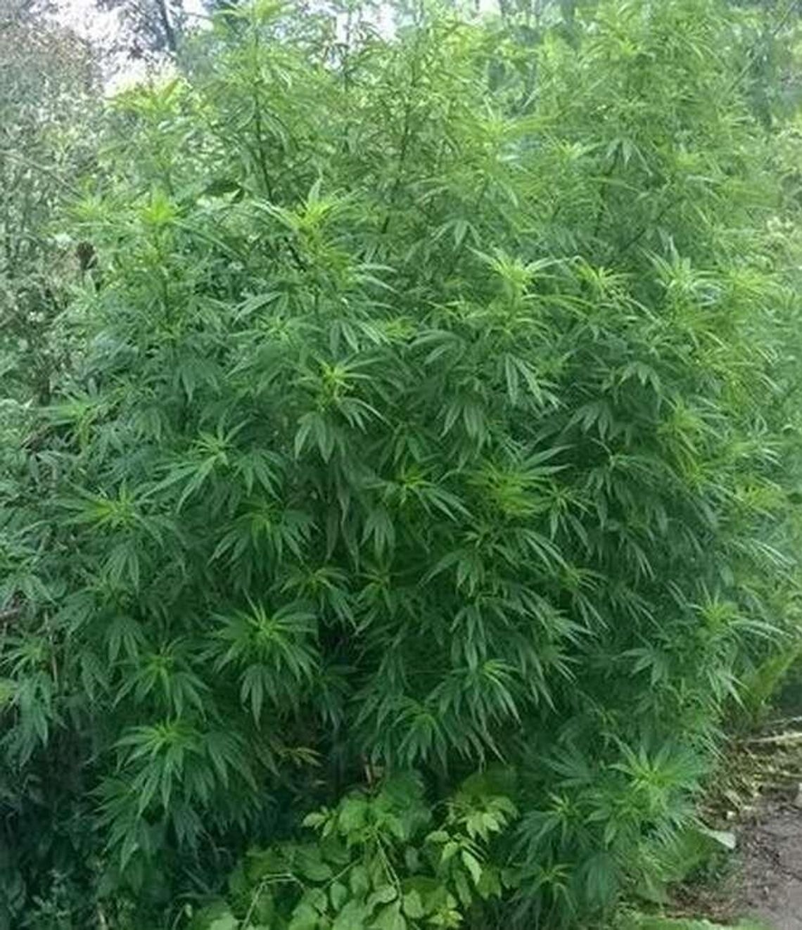 Uprawiał konopie indyjskie w przydomowym sadzie