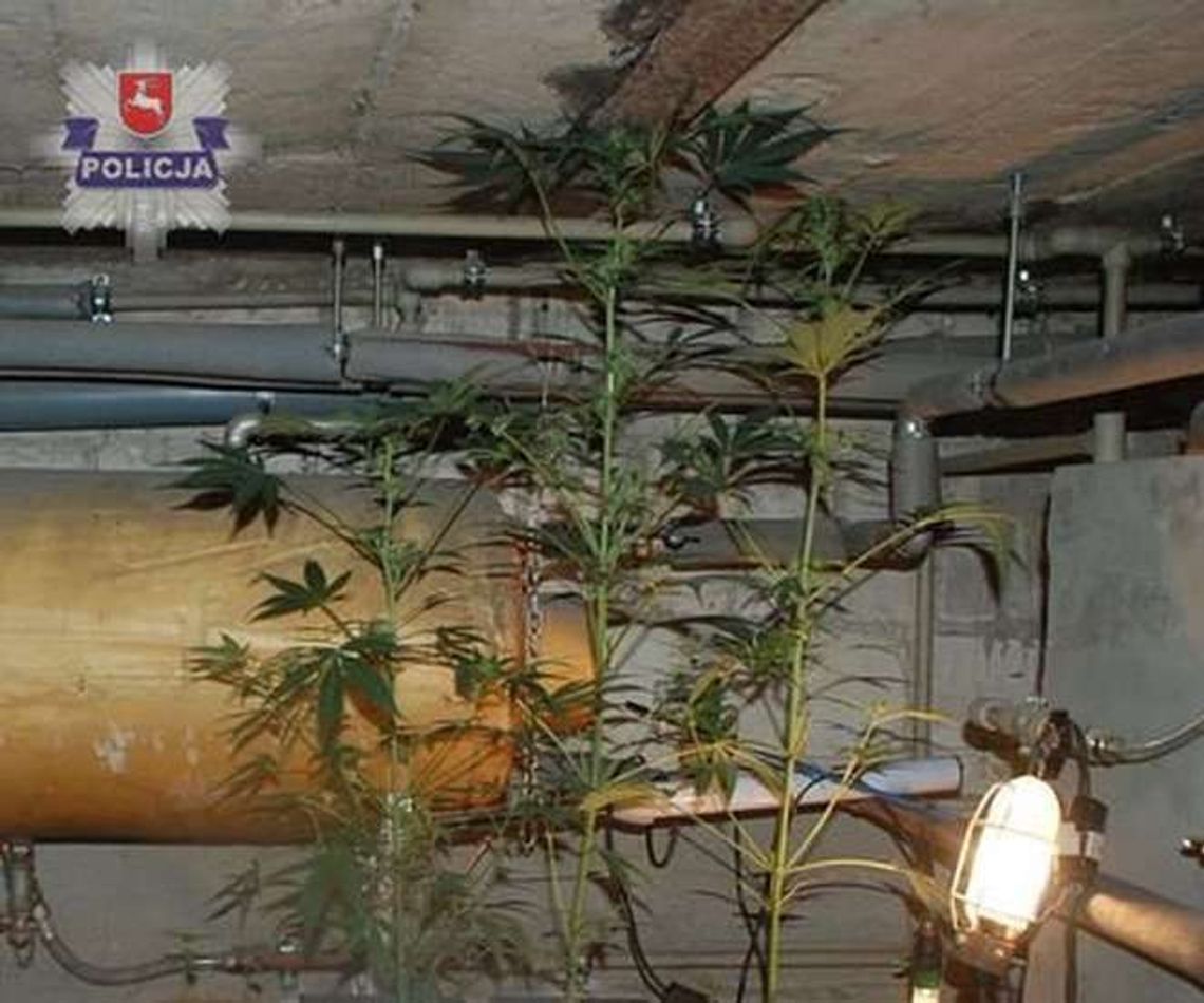 Uprawiał konopie w domu. Ukrył je w skrzyni