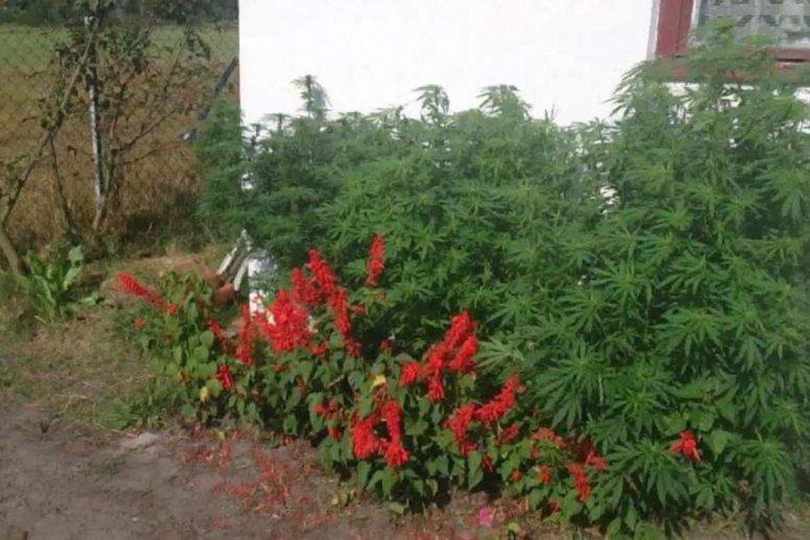 Uprawiał konopie w ogródku przy domu, między warzywami