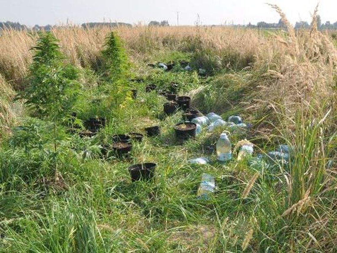 Uprawiał marihuanę, może trafić do więzienia nawet na dziesięć lat