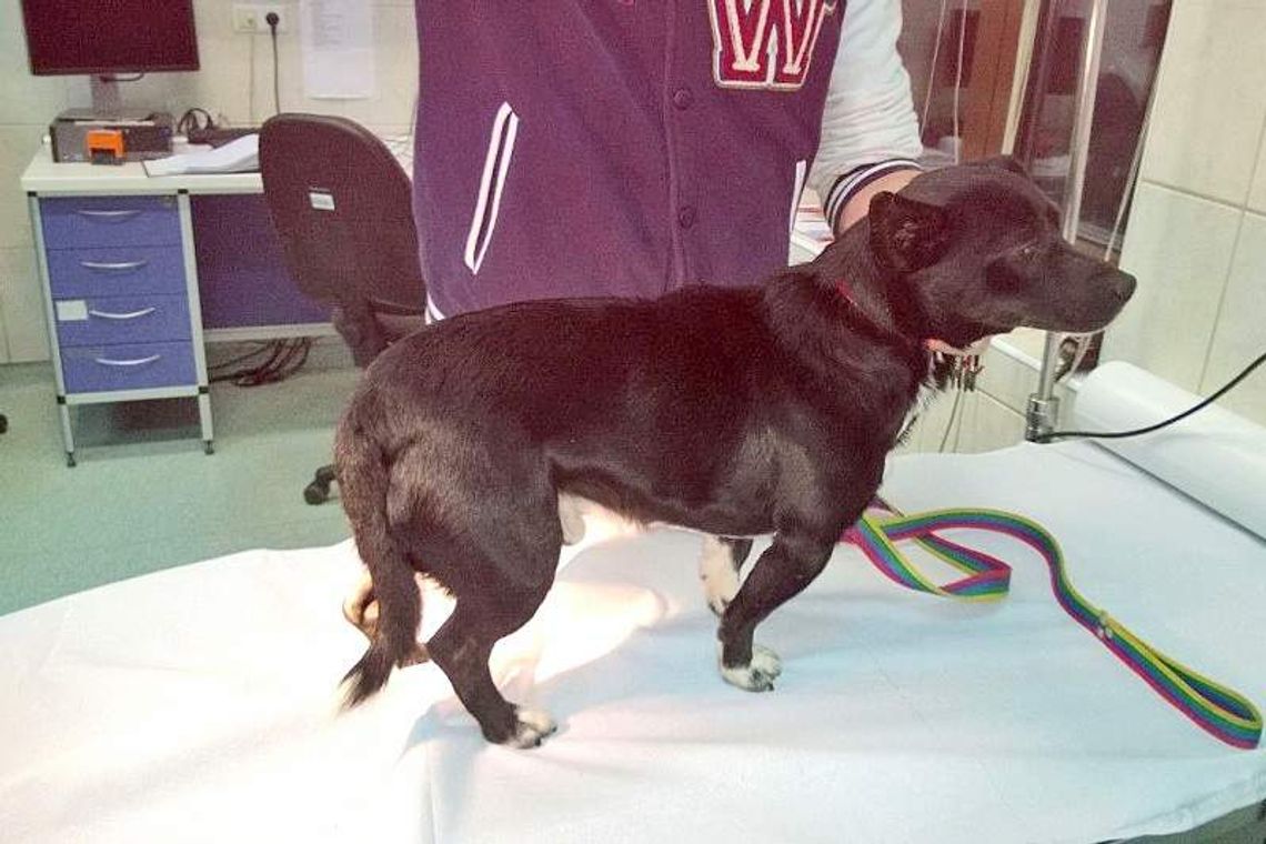 Uprawiał seks ze zwierzętami? Straż ochrony zwierząt ostrzega przed zoofilem