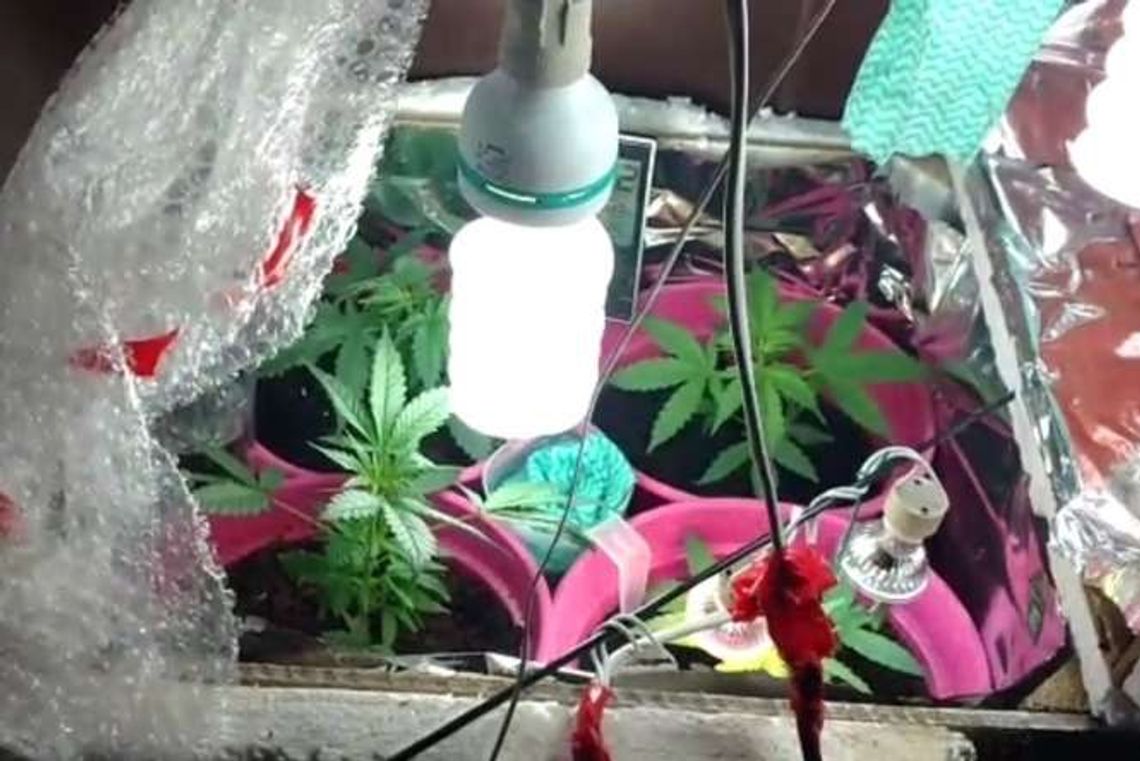 Uprawiała konopie w szafie Uprawiała konopie w szafie