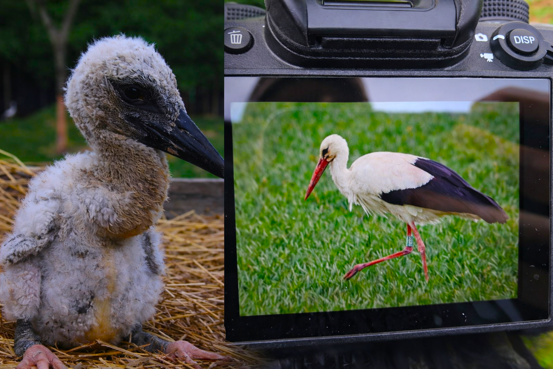 Uratowany bocian wrócił po latach. „To daje ogromną satysfakcję”