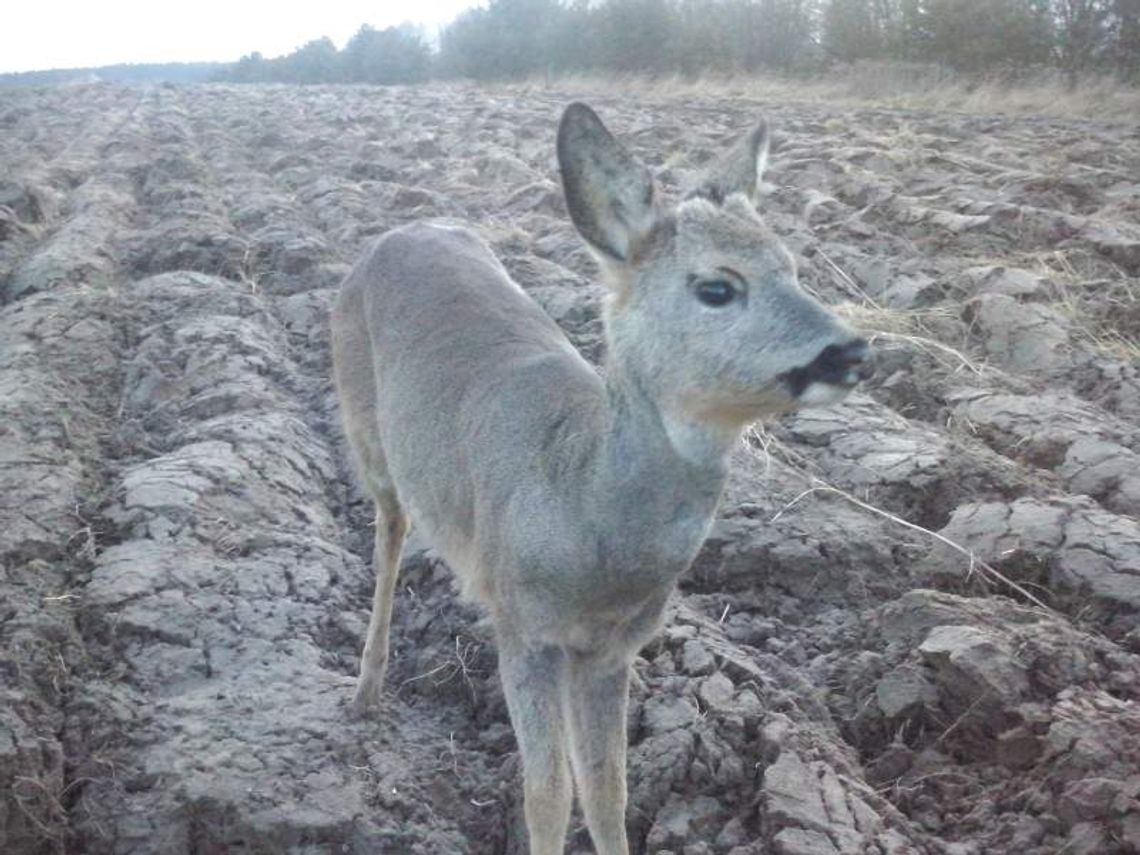 Uratowany jelonek wrócił do lasu
