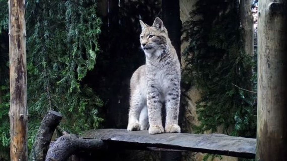 Uratowany ryś wróci na Roztocze. "Mamy nadzieję, że opuści nasz ośrodek w maju"